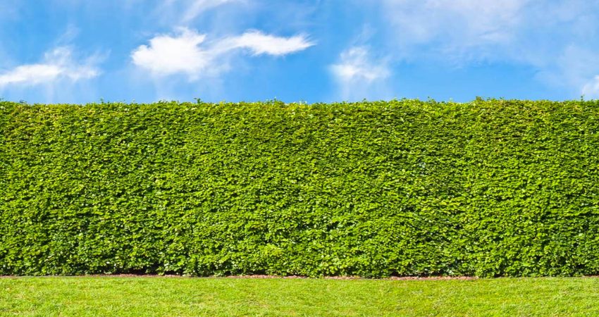 Cercas vivas e condomínios