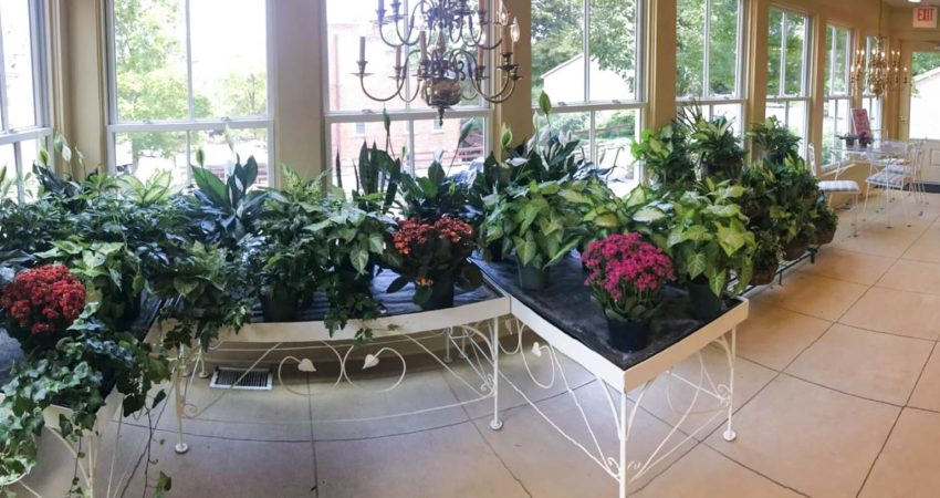 Decorando o hall com plantas